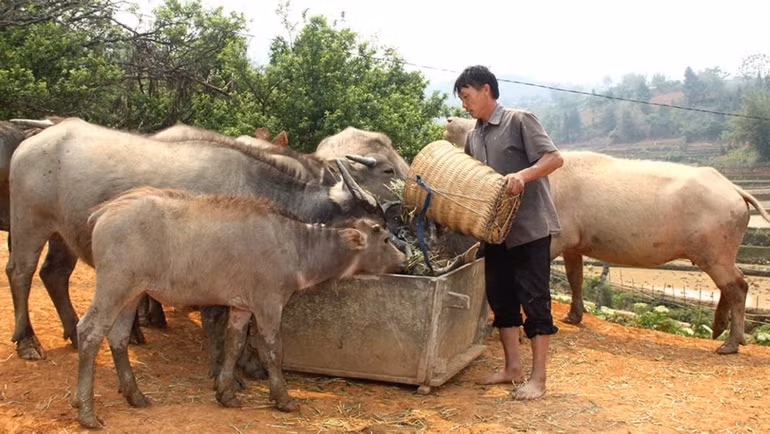 Nhiều hộ đồng bào dân tộc thiểu số tại Yên Bái đã mạnh dạn vay vốn chính sách để mở rộng gia trại, phát triển chăn nuôi để từ đó thoát nghèo, nâng cao chất lượng cuộc sống.