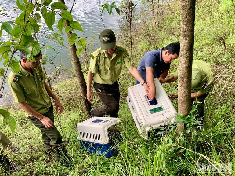 Cả 5 cá thể vượn đen má hung được chuyển ra thả trên đảo nổi thuộc 1 trong số hơn 37 đảo trong lòng Hồ Tà Đùng.