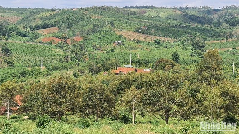 Hàng nghìn ha rừng và đất rừng tại Đắk Nông bị phá, chiếm đất sau khi được giao cho các đơn vị thuê thực hiện dự án nhưng đến nay chưa thể thu hồi.