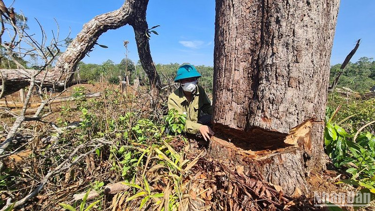 Rừng ở Đắk Nông còn tiếp tục bị triệt hạ nếu việc giao đất, giao rừng vẫn còn nhiều bất cập, buông lỏng trong quản lý như thời gian qua.