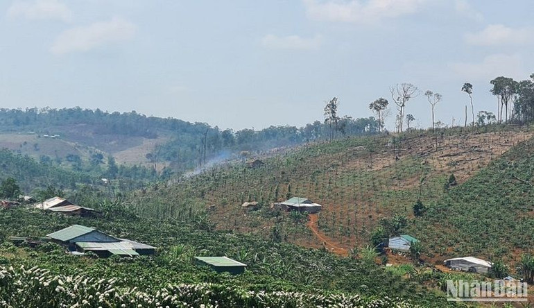 Việc xử lý diện tích đất đang bị lấn, chiếm trong các công ty nông, lâm nghiệp sắp xếp, đổi mới còn vướng các quy định của Luật Đất đai và các Luật liên quan nên không thể xử lý dứt điểm vụ việc.