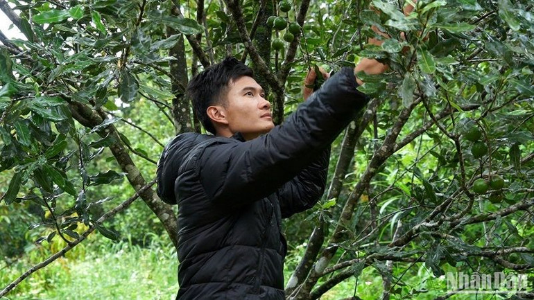 Mắc-ca đã sớm trở thành cây chủ lực, cho hiệu quả kinh tế ổn định, phù hợp với tập quán sản xuất của đồng bào dân tộc thiểu số Quảng Trực.