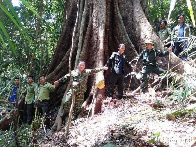 Vườn Quốc gia Tà Đùng tỉnh Đắk Nông hiện có hơn 1.400 loài thực vật với 89 loài thực vật có nguy cơ bị tuyệt chủng, 59 loài được ghi trong Sách Đỏ Việt Nam.