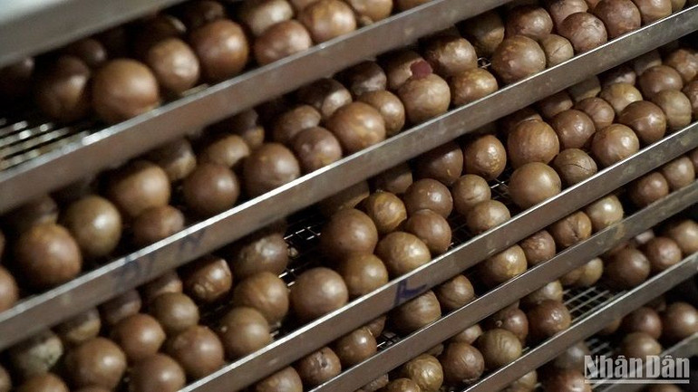 Hiện tại, sản phẩm hạt mắc-ca đã được nhiều doanh nghiệp, hợp tác xã đầu tư vào chế biến, xây dựng nhãn hiệu.