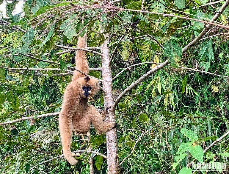 Vườn Quốc gia Tà Đùng tỉnh Đắk Nông có tổng diện tích tự nhiên được quy hoạch rừng đặc dụng là 20.937,7ha, với tỷ lệ che phủ rừng tới 85% diện tích vùng lõi, có khoảng 650 loài động vật với 70 loài nguy cấp quý hiếm, 61 loài được ghi trong Sách Đỏ Việt Nam.