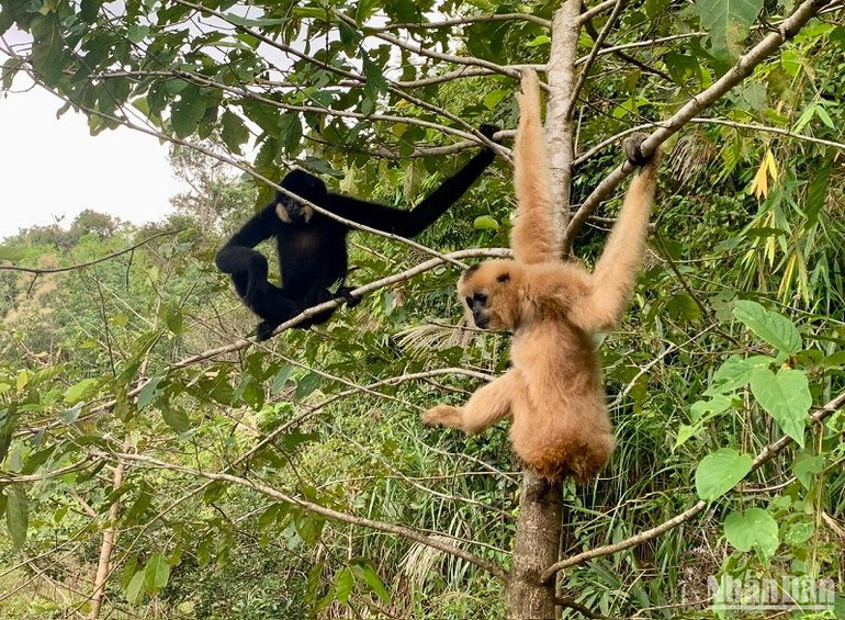 Vượn đen má hung nhanh chóng hòa nhập vào môi trường tự nhiên sau khi được thả.