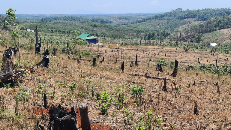 Đắk Nông kiến nghị với Trung ương có cơ chế, chính sách đặc thù cho các tỉnh Tây Nguyên để sớm xử lý, ổn định dân di cư tự do hiện đang xâm lấn đất rừng.