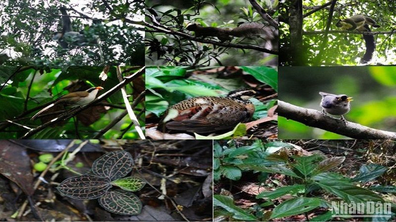 Đa dạng các loài động vật, thực vật tại Vườn quốc gia Tà Đùng.