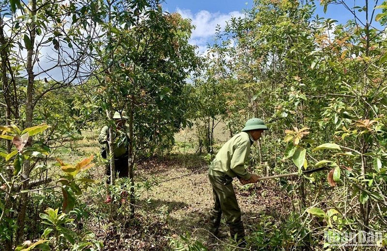 Người dân sống ở khu vực vùng đệm được Vườn quốc gia Tà Đùng thuê khoán khoanh nuôi bảo vệ rừng tự nhiên tái sinh, chăm sóc rừng trồng... góp phần nâng cao thu nhập, từng bước ổn định cuộc sống. Người dân sống ở khu vực vùng đệm được Vườn quốc gia Tà Đùng thuê khoán khoanh nuôi bảo vệ rừng tự nhiên tái sinh, chăm sóc rừng trồng... góp phần nâng cao thu nhập, từng bước ổn định cuộc sống.