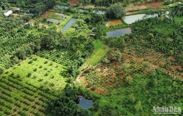 Nước thải từ các trang trại chăn nuôi chảy ra môi trường làm ô nhiễm sông suối, thiệt hại tài sản của nhân dân đến nay vẫn chưa được xử lý thỏa đáng.