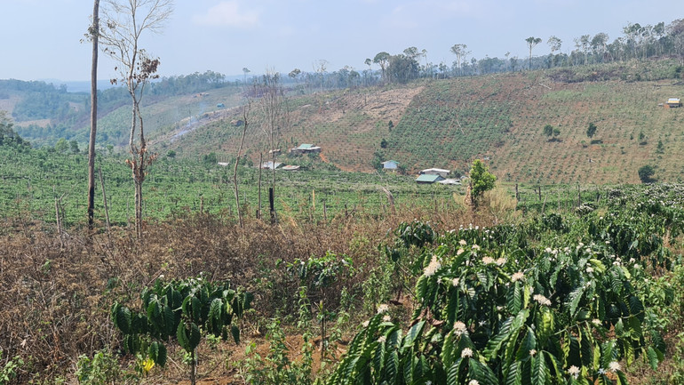 Hầu hết diện tích đất thu hồi bàn giao về cho địa phương quản lý đã bị người dân lấn chiếm canh tác, sinh sống nên đã tạo ra nhiều điểm nghẽn trong thực hiện.