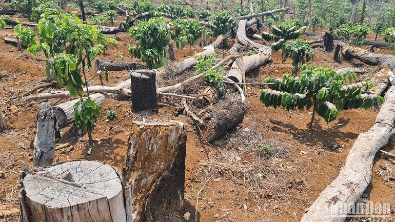 Hàng nghìn ha rừng dự án nằm xuống nhường chỗ cho các loại cây nông nghiệp, cây công nghiệp lâu năm mọc lên.