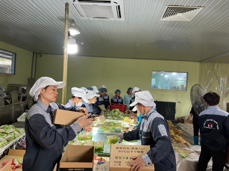 Chế biến nông sản xuất khẩu tại Công ty TNHH Việt Nam Misaki.