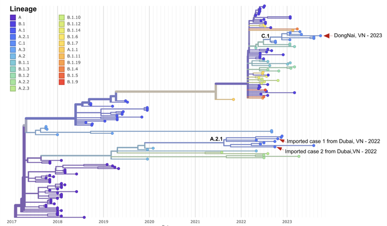 Chủng virus monkeypox thuộc kiểu gene C1 của Clade IIb khác với chủng virus với kiểu gene A.2.1 được phát hiện ở 2 trường hợp mắc Mpox nhập cảnh vào Việt Nam ở thời điểm tháng 10/2022 từ Dubai. (Hình: Đơn vị nghiên cứu các bệnh nhiễm trùng mới nổi của Bệnh viện Bệnh nhiệt đới và Đơn vị nghiên cứu Lâm sàng Đại học Oxford) Chủng virus monkeypox thuộc kiểu gene C1 của Clade IIb khác với chủng virus với kiểu gene A.2.1 được phát hiện ở 2 trường hợp mắc Mpox nhập cảnh vào Việt Nam ở thời điểm tháng 10/2022 từ Dubai. (Hình: Đơn vị nghiên cứu các bệnh nhiễm trùng mới nổi của Bệnh viện Bệnh nhiệt đới và Đơn vị nghiên cứu Lâm sàng Đại học Oxford)