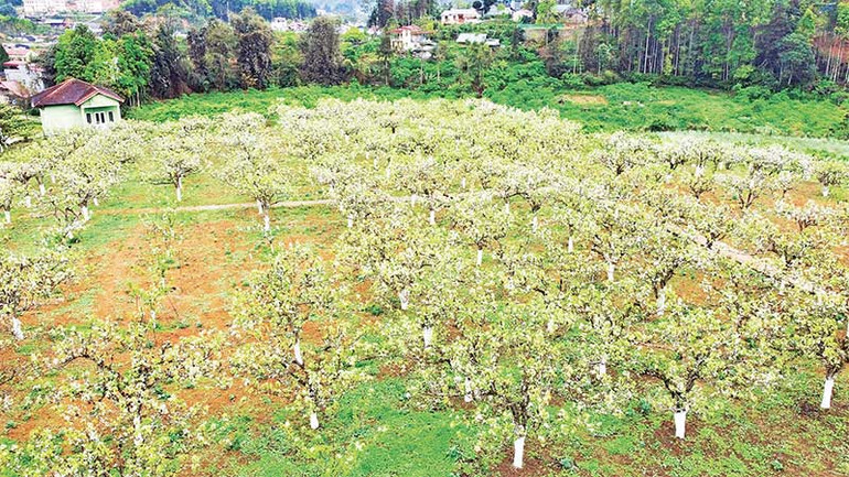 Hoa lê bung nở bên các nếp nhà, thu hút du khách gần xa đến check-in, trải nghiệm. Hoa lê bung nở bên các nếp nhà, thu hút du khách gần xa đến check-in, trải nghiệm.