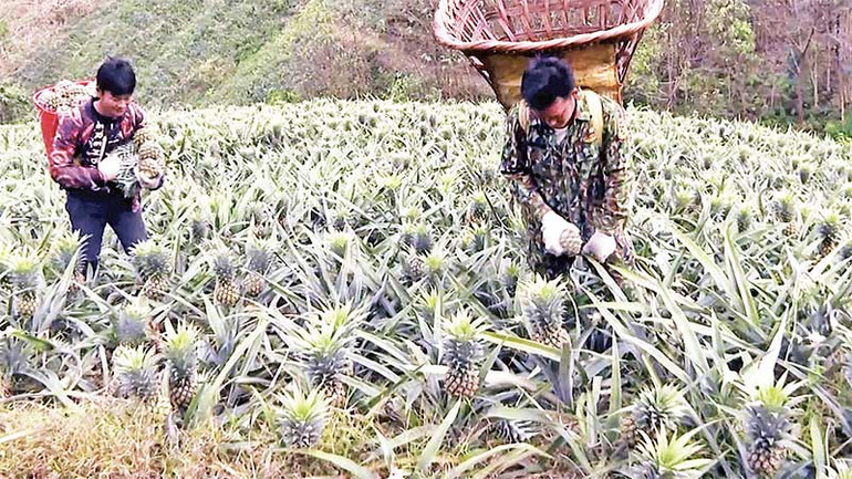 Nông dân xã Bản Lầu thu hoạch dứa. (Ảnh THÚY PHƯỢNG)