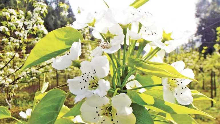 Sắc trắng tinh khôi hoa lê Bắc Hà. Sắc trắng tinh khôi hoa lê Bắc Hà.