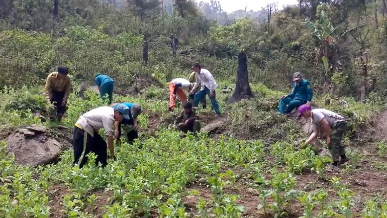 Những hình ảnh đoàn công tác phá bỏ cây thuốc phiện như thế này đã không còn tại các xã vùng cao của Sơn La.