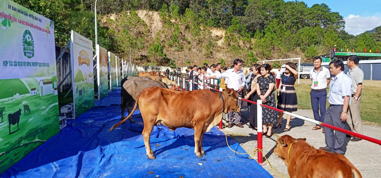 Từ sáng sớm, gia súc tham gia chợ phiên đã được người dân tập kết đúng nơi quy định. Từ sáng sớm, gia súc tham gia chợ phiên đã được người dân tập kết đúng nơi quy định.