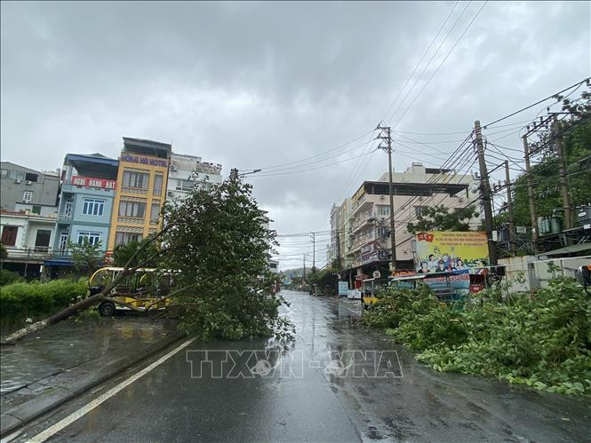 Bão số 2 quật đổ cây tại huyện đảo Cô Tô.