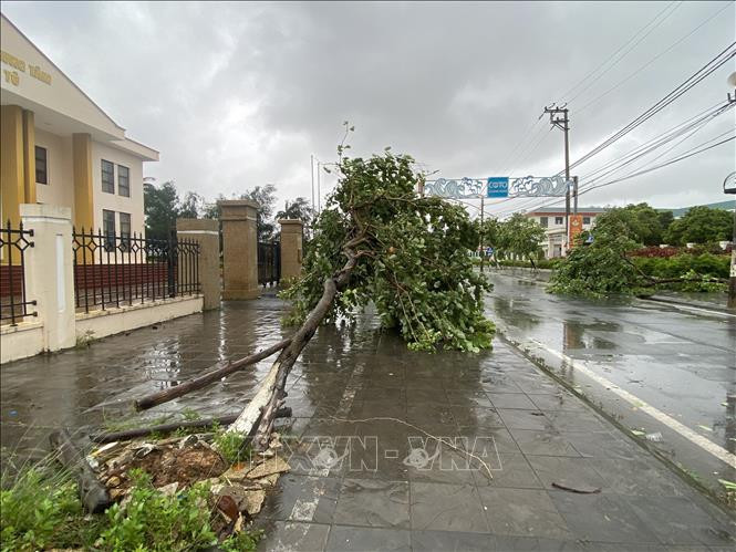 Bão số 2 quật đổ cây tại huyện đảo Cô Tô. (Ảnh: ĐỨC HIẾU)