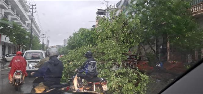 Mưa to kèm gió lớn làm gãy đổ cây xanh tại thành phố Hạ Long.