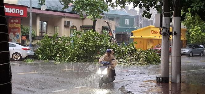 Mưa to kèm gió lớn làm gãy đổ cây xanh tại thành phố Hạ Long.