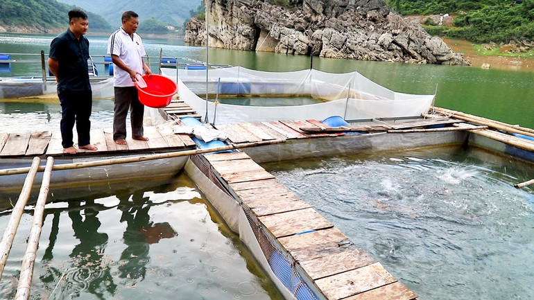 Người dân nuôi cá lồng trên sông. Người dân nuôi cá lồng trên sông.