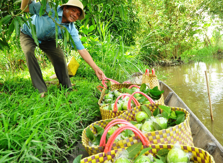 Người dân xã Mỹ Lợi A, huyện Cái Bè, tỉnh Tiền Giang thu hoạch ổi trồng xen vườn xoài.