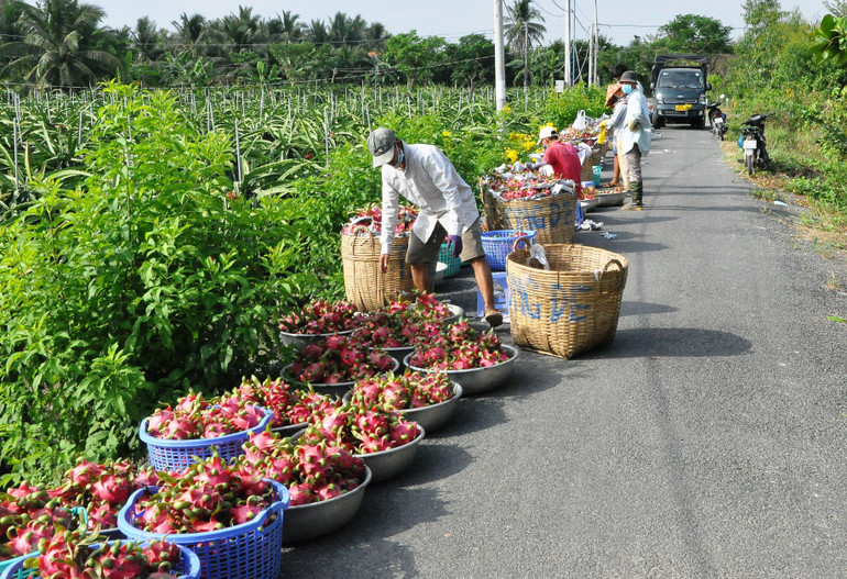 Thanh long không có giá, người dân xã Đăng Hưng Phước, huyện Chợ Gạo, tỉnh Tiền Giang thu hoạch để dọc theo lộ để chờ thương lái đến mua.