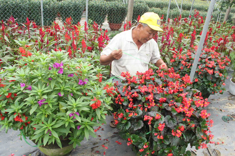 Ngoài hoa cúc, hoa hồng và nhiều loài hoa khác được trồng.