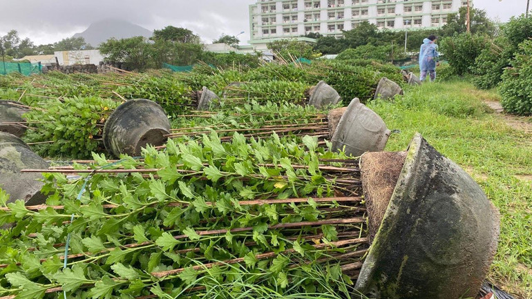 Hàng loạt chậu hoa cúc Tết ở xã Bình Kiến, thành phố Tuy Hòa bị gió làm ngã đổ.