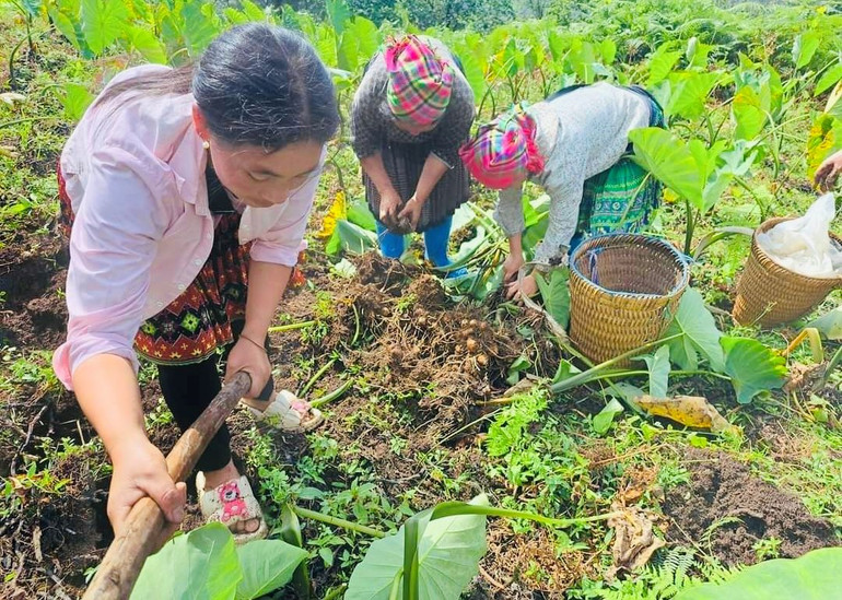 Đồng bào H’Mông Trạm Tấu thu hoạch khoai sọ nương.