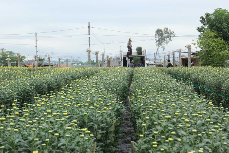 Vận chuyển hoa đi tiêu thụ.