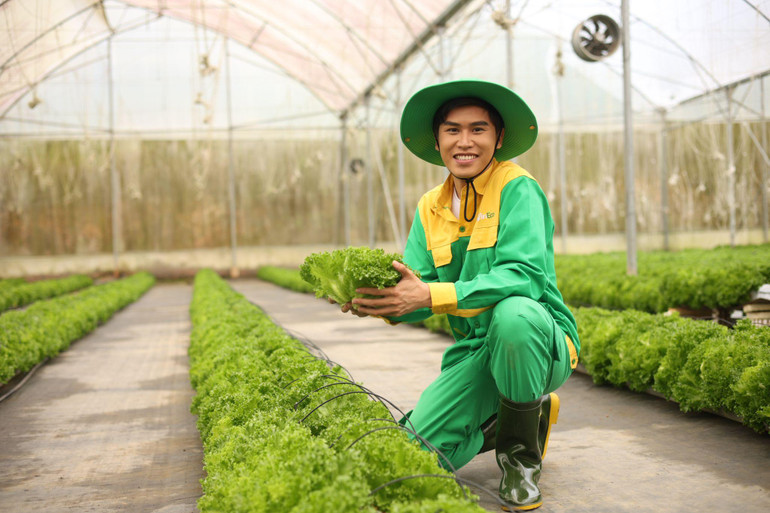 Sau khi thu hoạch, xà lách sẽ được đưa vào phòng lạnh đóng gói đúng quy chuẩn, dán tem truy xuất nguồn gốc rõ ràng