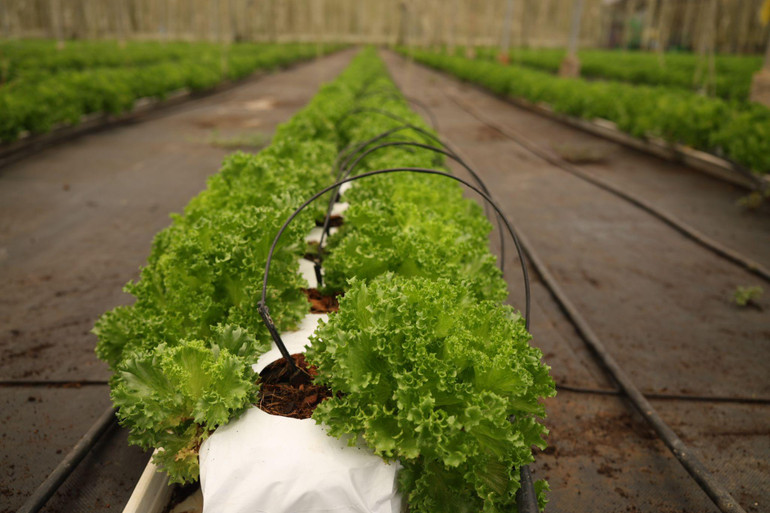 Xà lách thủy tinh được sản xuất trong giá thể xơ dừa, theo phương pháp tưới tiêu nhỏ giọt, đảm bảo chất lượng từ đầu vào. Rau được trồng trong nhà kính, đảm bảo nghiêm ngặt về điều kiện thời tiết, nước, ánh sáng và không lo sâu hại.