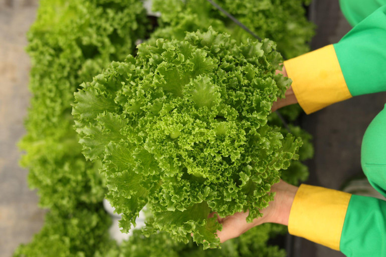 Tất cả những cây xà lách thủy tinh tại nông trường WinEco đều đạt 4 KHÔNG, đó là: không sử dụng giống biến đổi gen (GMO); không sử dụng chất kích thích sinh trưởng; không sử dụng thuốc bảo vệ thực vật ngoài danh mục; không sử dụng chất bảo quản sản phẩm.