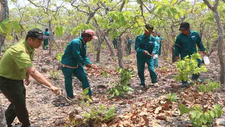 Kiểm lâm địa bàn và thành viên các Tổ cộng đồng nhận khoán bảo vệ rừng triển khai phát quang, tạo các đường băng cản lửa.
