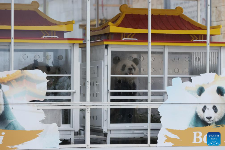 Gấu trúc khổng lồ Bao Di (phải) và Bao Mei ngồi trong chuồng được thiết kế đặc biệt tại vườn thú Pairi Daiza ở Brugelette.