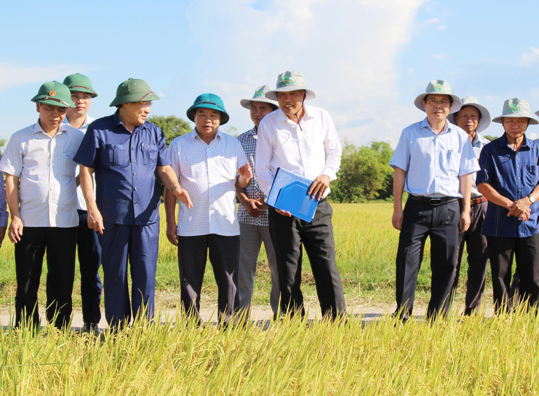 Lãnh đạo tỉnh Quảng Trị, Sở Nông nghiệp và Phát triển nông thôn và các huyện, thị kiểm tra mô hình sản xuất giống lúa ĐD2.
