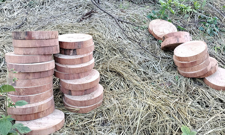 Số thớt nghiến do phóng viên Báo Nhân Dân thâm nhập trực tiếp trong rừng chụp được vào cuối tháng 12/2023.