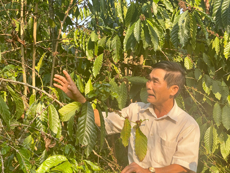 Ông Nguyễn Văn Thành (Ngọc Hồi, Kon Tum) vay vốn Agribank để đầu tư trồng cà phê, nuôi heo,...