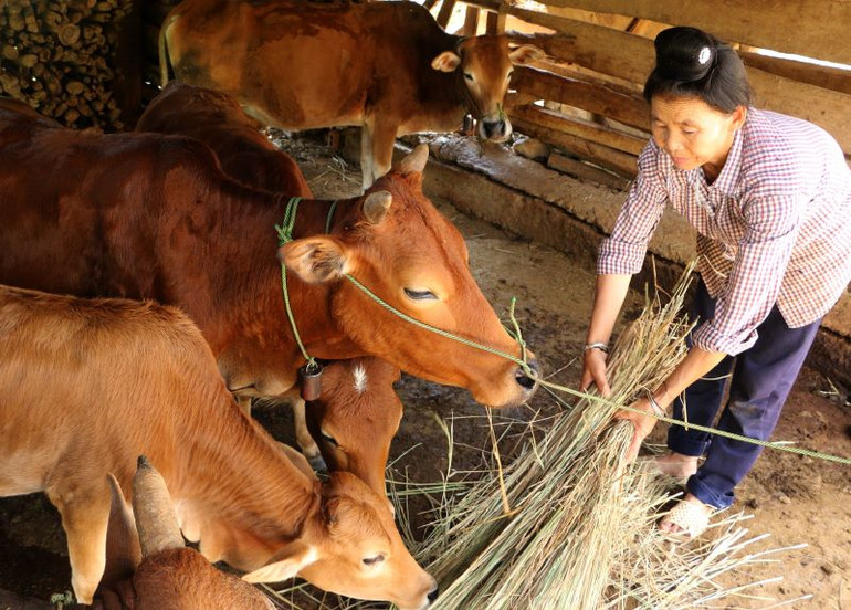 Huyện Mường La hỗ trợ bò sinh sản được cho đồng bào dân tộc Thái tại bản Huổi Liếng, xã Nặm Păm.
