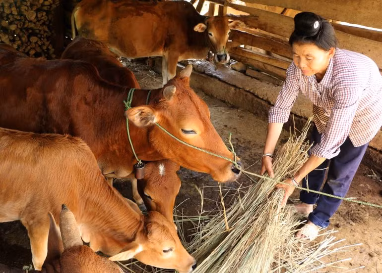 Huyện Mường La hỗ trợ bò sinh sản được cho đồng bào dân tộc Thái tại bản Huổi Liếng, xã Nặm Păm.