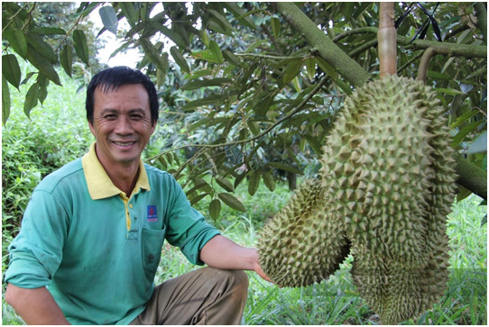 Sầu riêng đã trở thành cây trồng nổi bật, mang lại giá trị kinh tế cao. Ảnh: Đức Cường Sầu riêng đã trở thành cây trồng nổi bật, mang lại giá trị kinh tế cao. Ảnh: Đức Cường