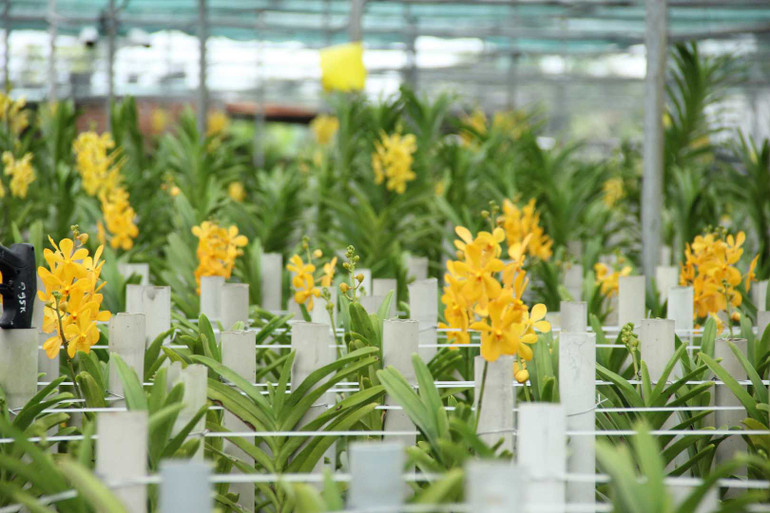 Hoa Lan được trồng trong nhà kính.