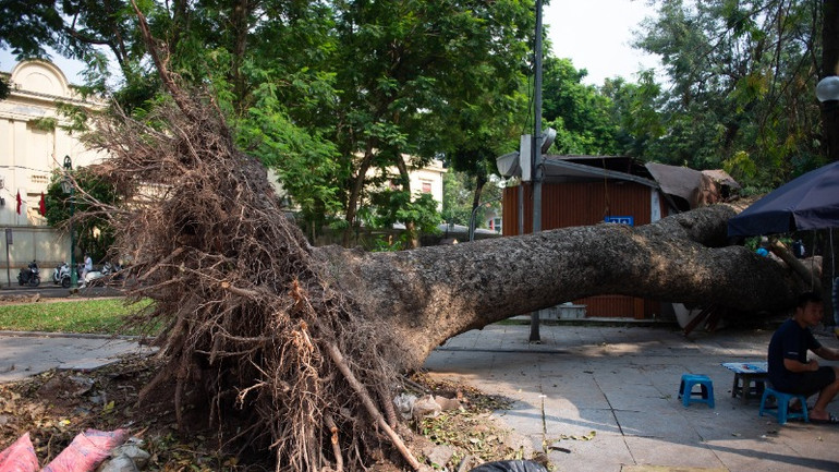 Cây xà cừ bị bật gốc sau cơn bão Yagi tháng 9/2024.