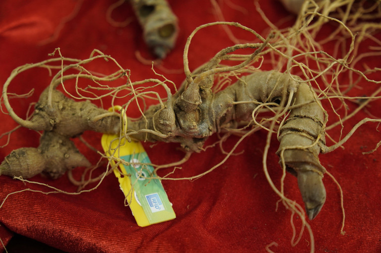 Chíp định danh được gắn cố định trên củ sâm.