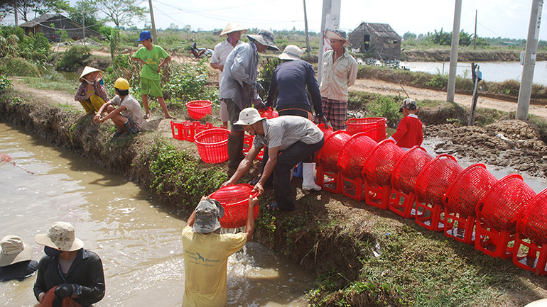 Nông dân xã Thạnh Hòa Sơn, huyện Cầu Ngang, tỉnh Trà Vinh thu hoạch tôm sú.
