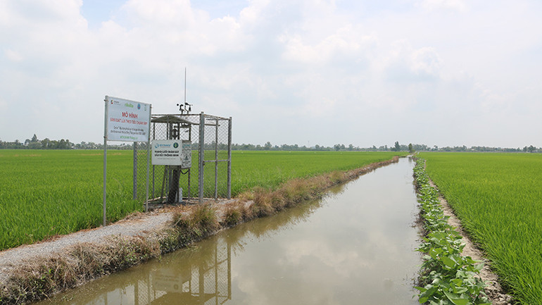 Mô hình sản xuất lúa theo tiêu chuẩn SRP tại huyện Tháp Mười, tỉnh Đồng Tháp.